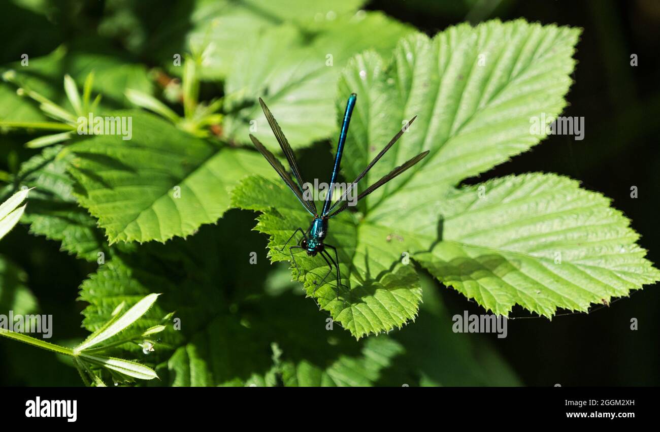 Dragonfly on a green leaf in the garden Stock Photo - Alamy
