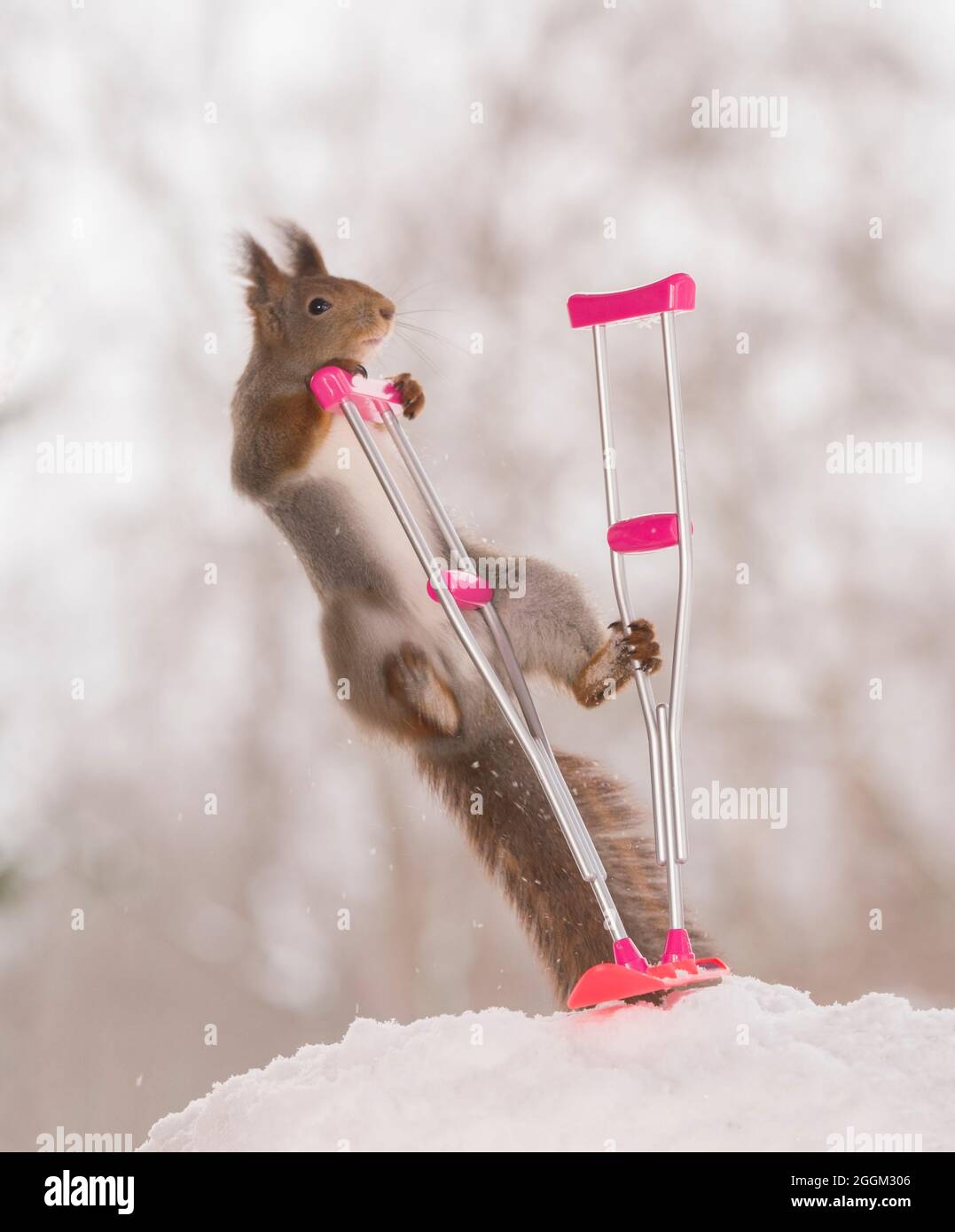 red squirrel is climbing in an crutch and snowboard Stock Photo