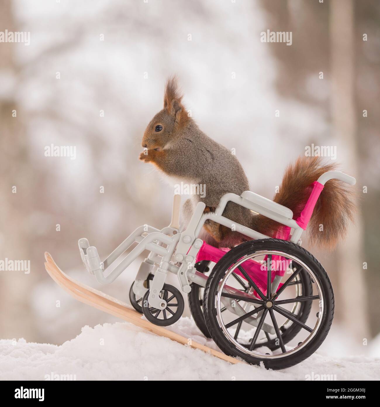 red squirrel is sitting in wheelchair on skis Stock Photo