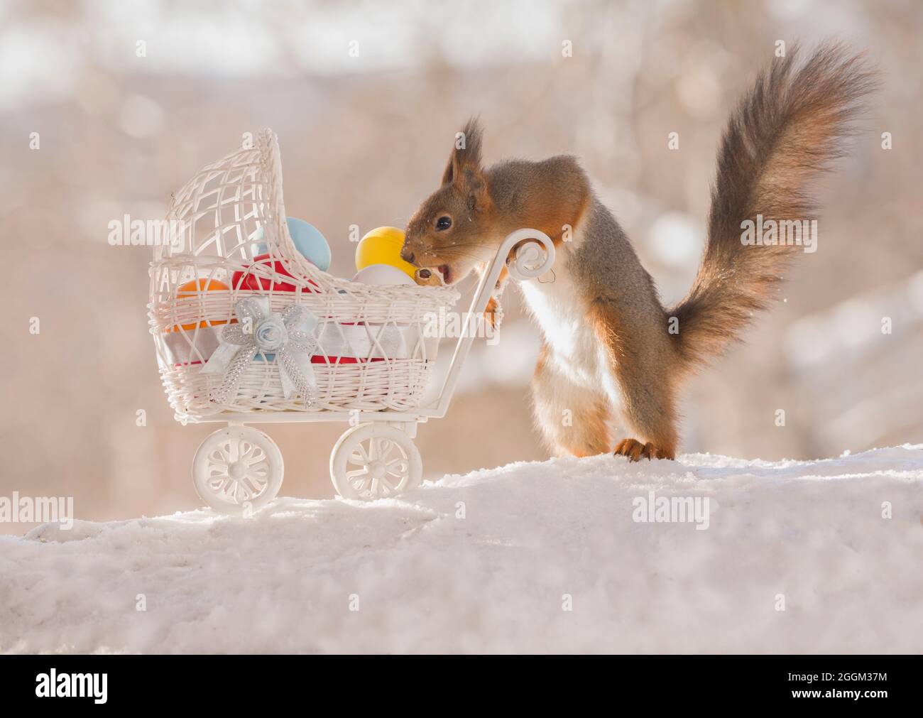 red squirrel with an stroller and eggs Stock Photo