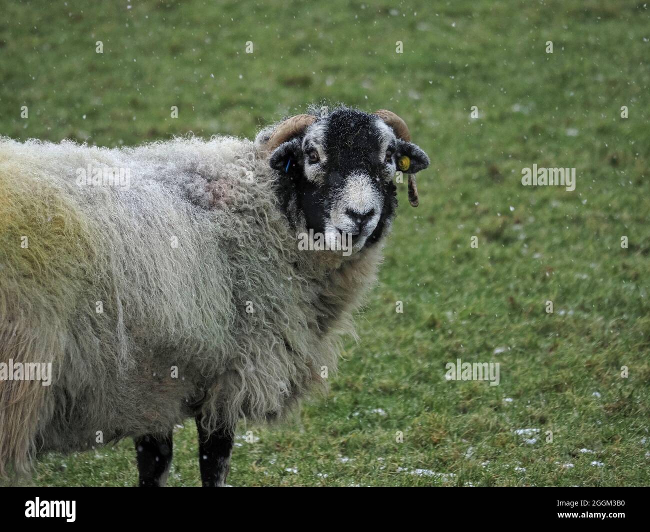 single hardy sheep in Winter snowstorm on Northern hills in  Cumbria, England,UK Stock Photo