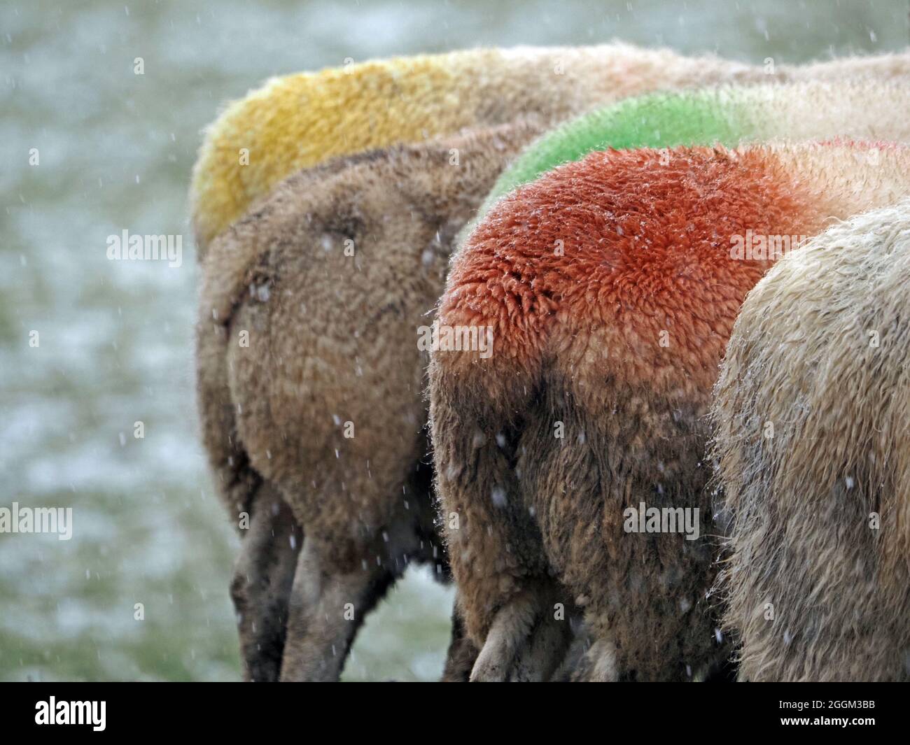 colourful red green & yellow dyed rumps of tupped hardy hill-sheep at feeder in Winter snowfall on upland farm in  Cumbria, England,UK Stock Photo