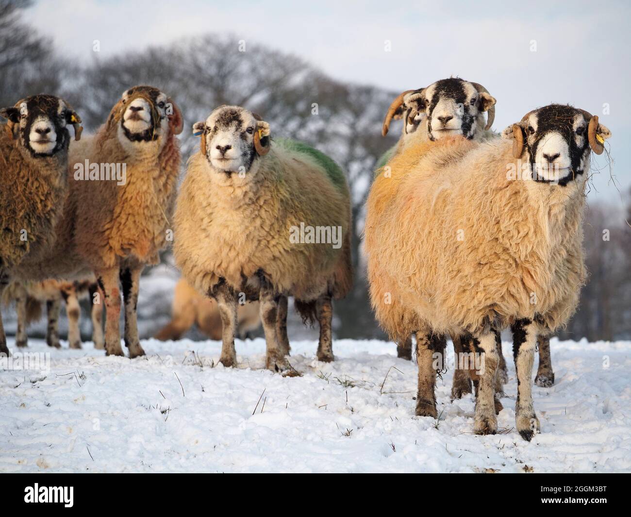 group of 6 six hardy sheep with thick colourful dyed fleece and strands of straw feed on nose in Winter snow Cumbria, England,UK Stock Photo