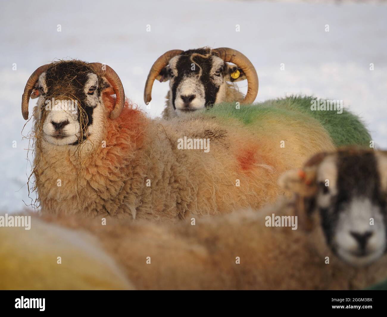 three 3 hardy sheep with colourful dyed wool and strands of straw feed on nose in Winter snow Cumbria, England,UK Stock Photo