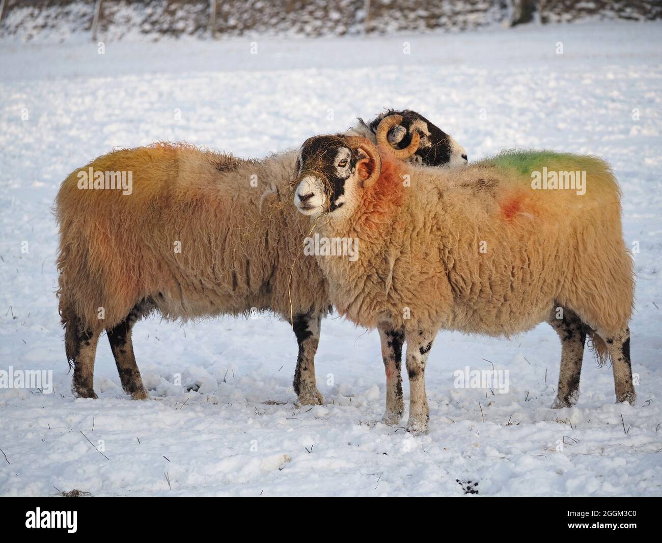 two 2 hardy sheep with colourful dyed wool and strands of straw feed on nose in Winter snow Cumbria, England,UK Stock Photo