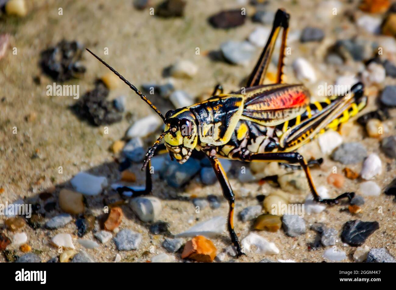 An Eastern lubber grasshopper (Romalea microptera) is pictured, Aug. 30,  2021, in Pearlington, Mississippi Stock Photo - Alamy