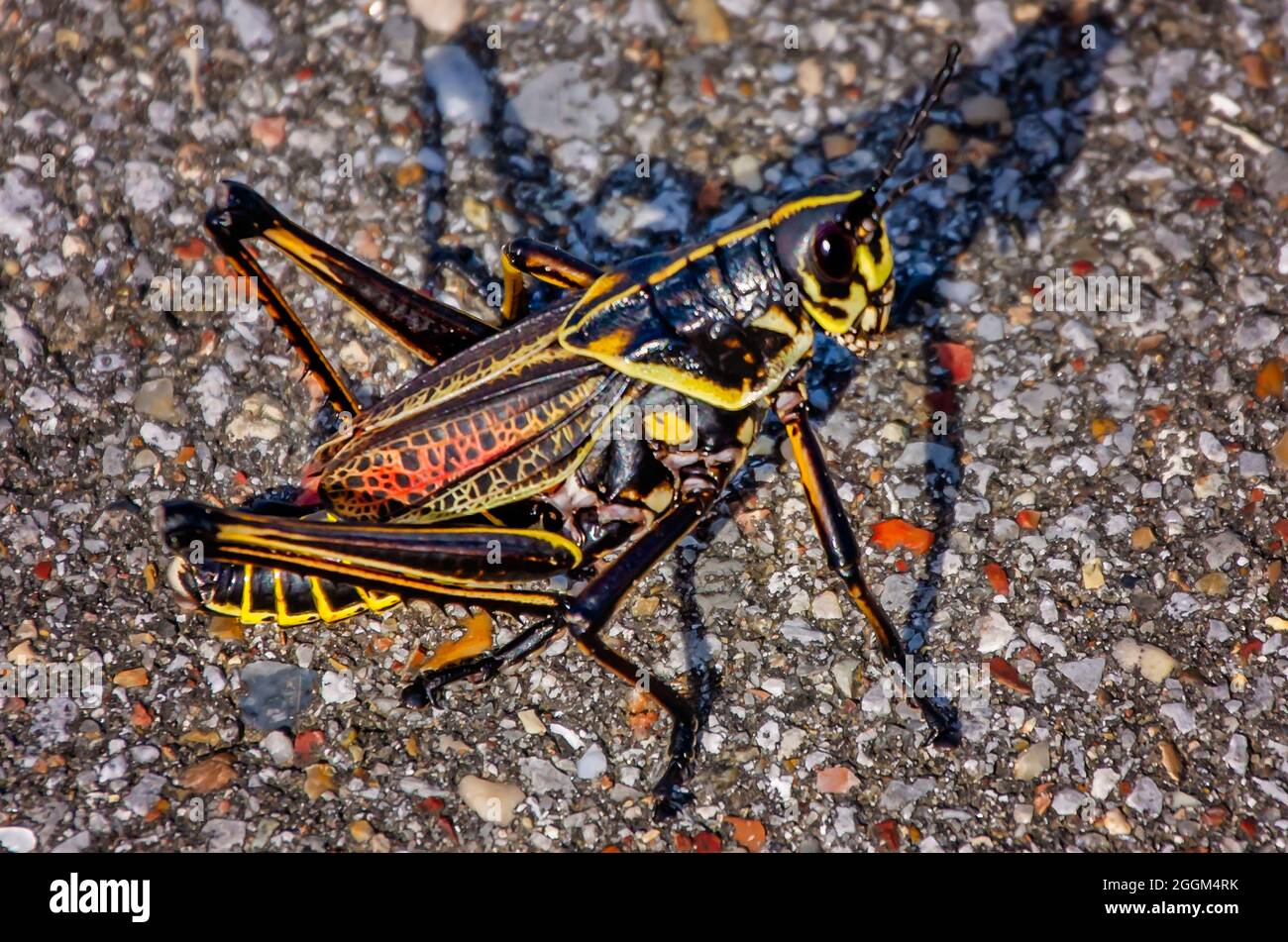 An Eastern lubber grasshopper (Romalea microptera) is pictured