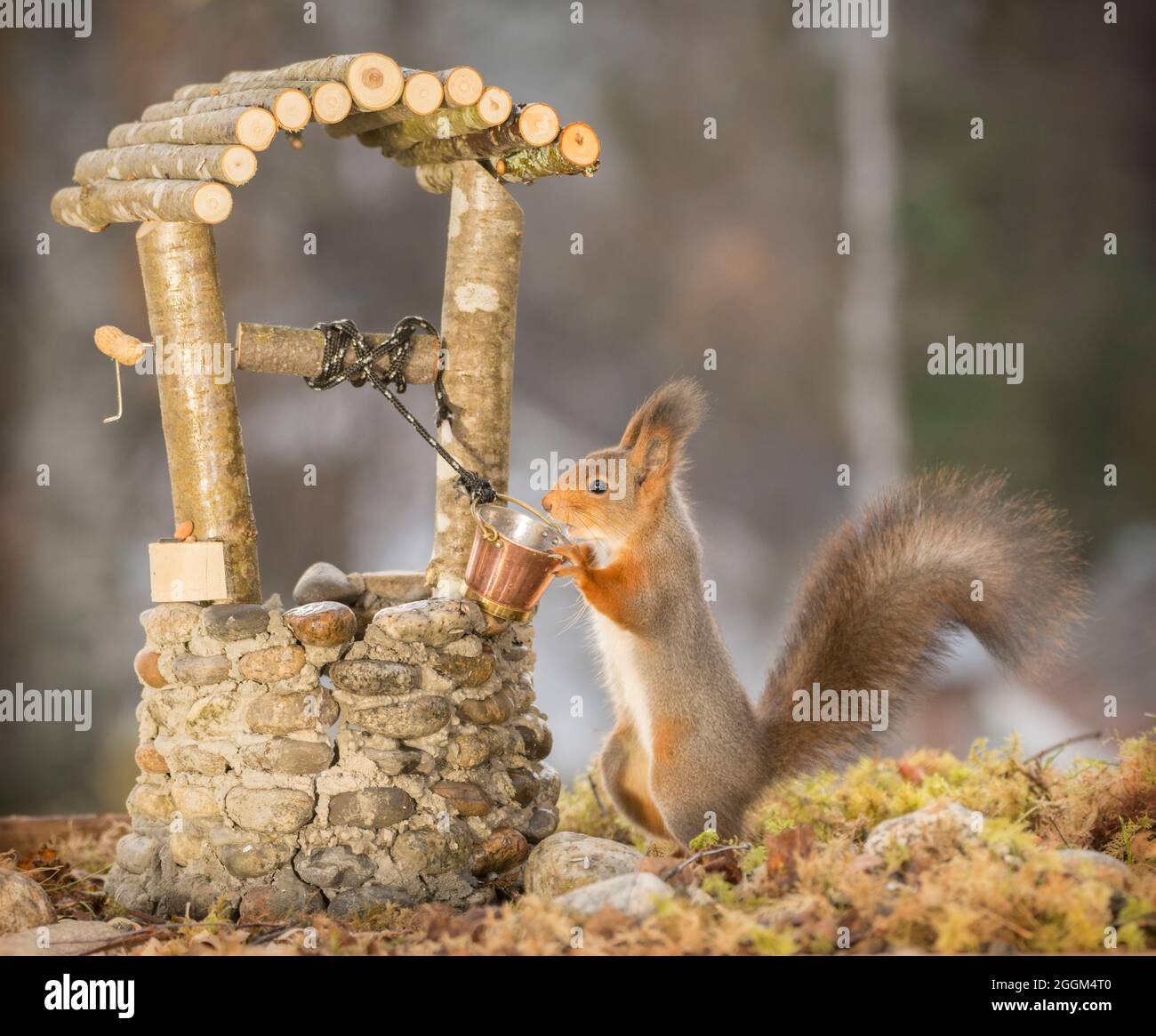 squirrel standing with a Wishing Well Stock Photo