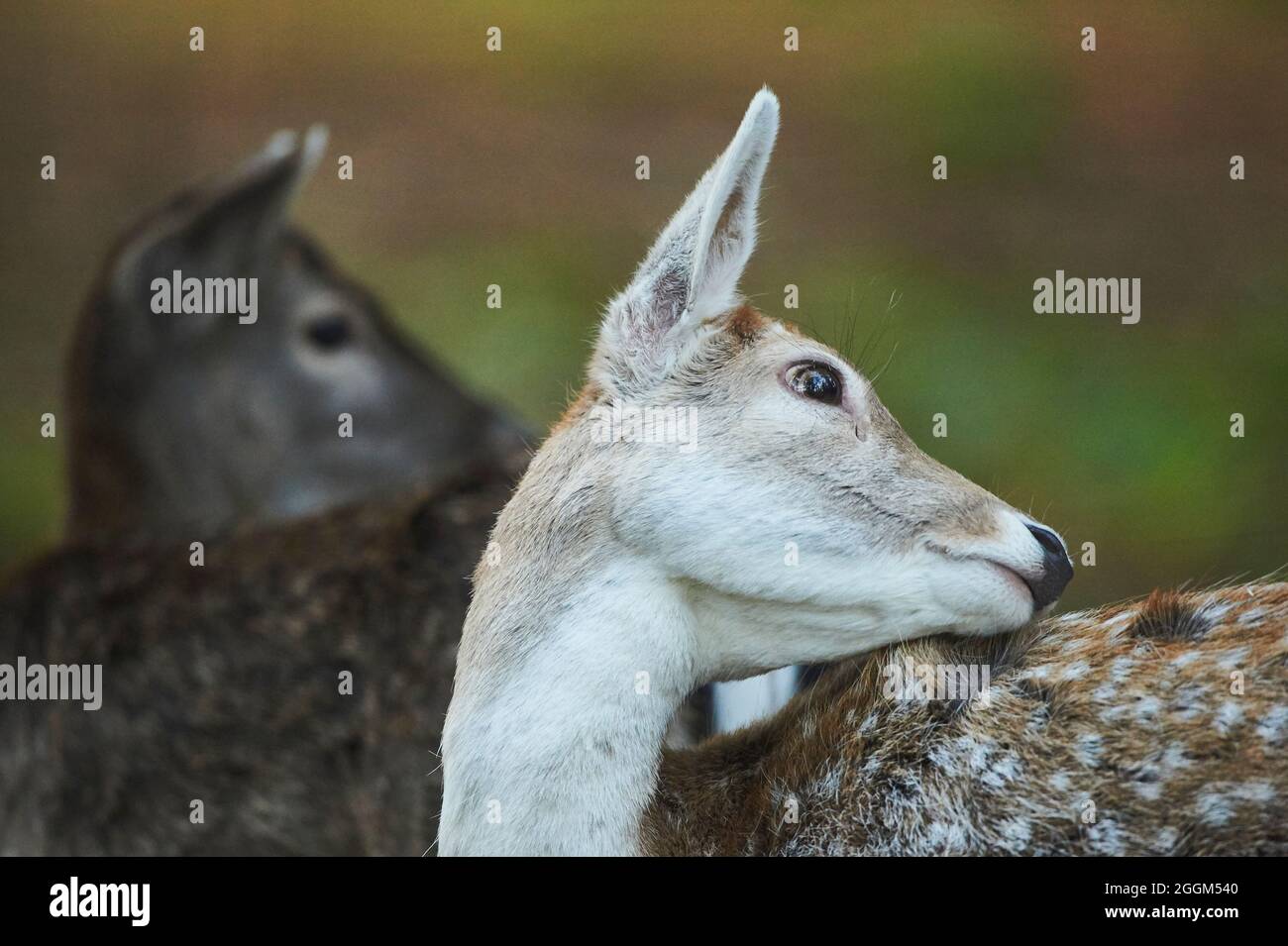 Stag animal deer fierce hi-res stock photography and images - Alamy Stag animal deer fierce hi-res stock photography and images - Alamy