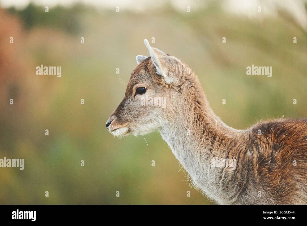 Stag animal deer fierce hi-res stock photography and images - Alamy