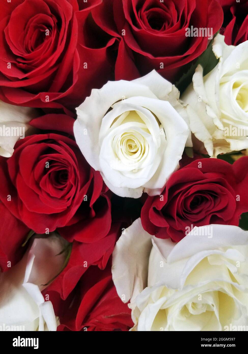 A bouquet of red and white roses Stock Photo Alamy