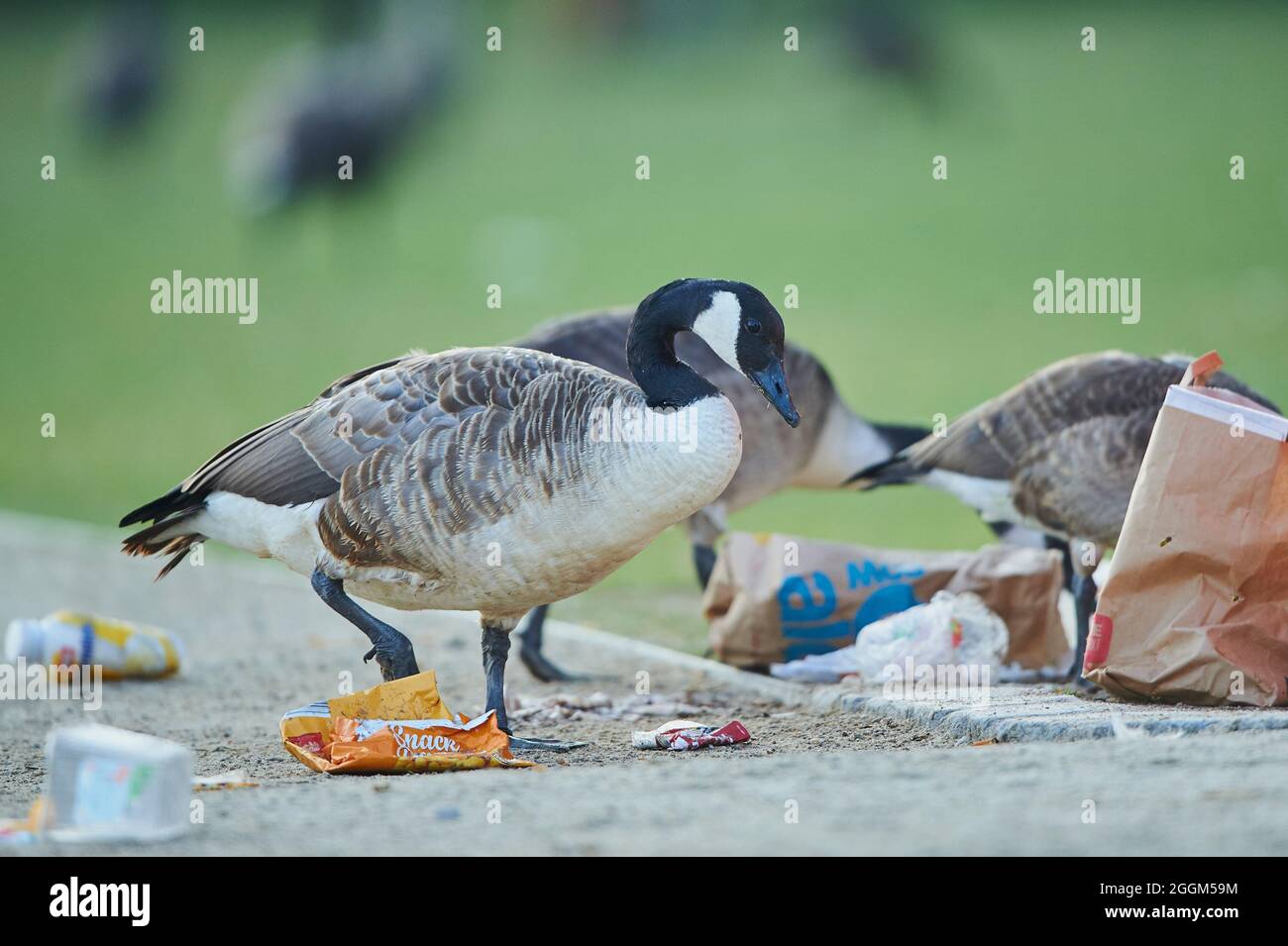 Canada goose queenstown georgia Clearance
