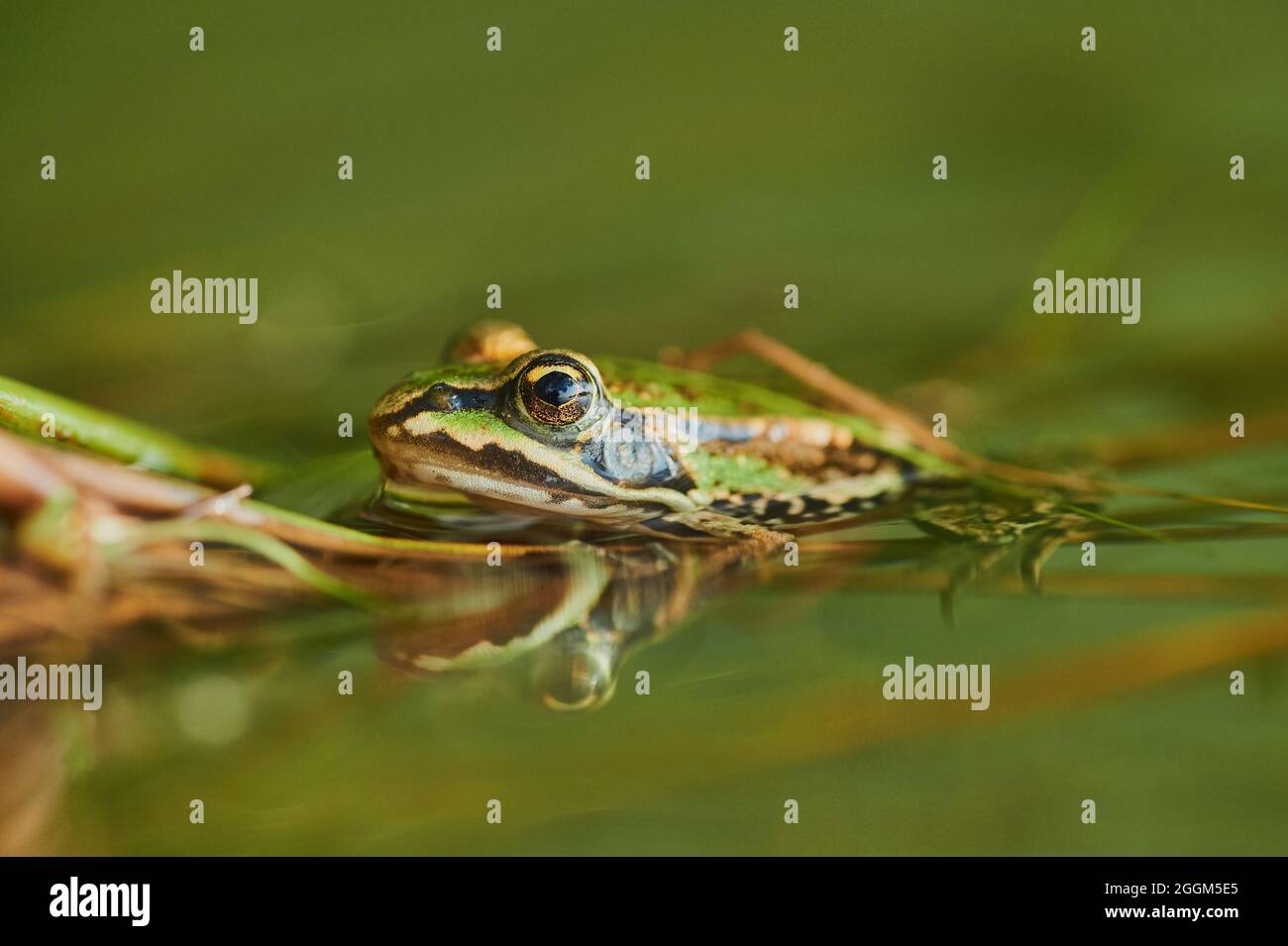 Pond frog (Pelophylax esculentus), bank, sideways, sitting Stock Photo ...