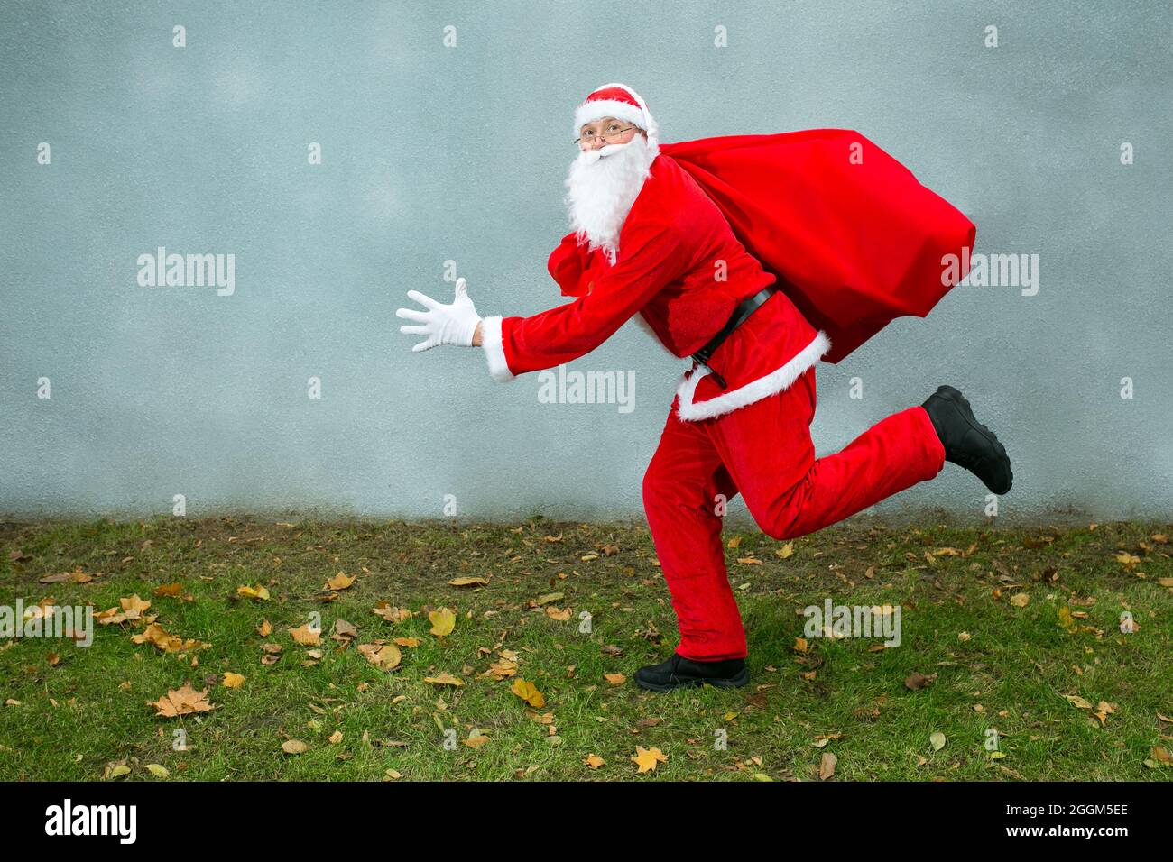 Santa Claus runs with a big red bag with gifts. Close-up on a gray background and green grass. Stock Photo