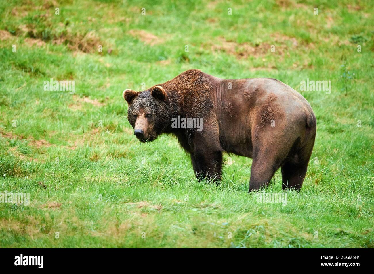 Eurasian brown bear (Ursus arctos arctos), edge of the forest, standing Stock Photo