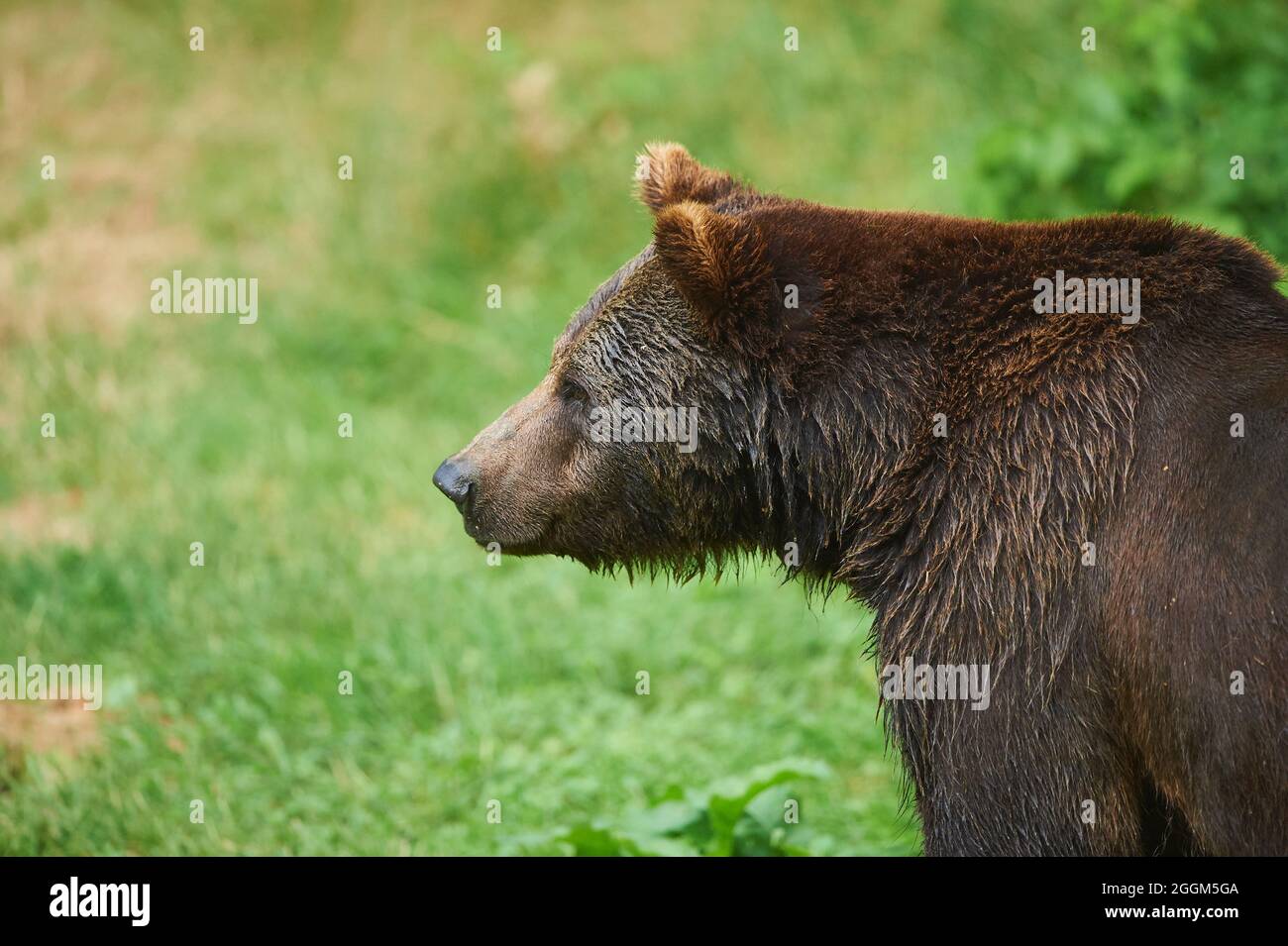 Eurasian brown bear (Ursus arctos arctos), edge of the forest, standing ...