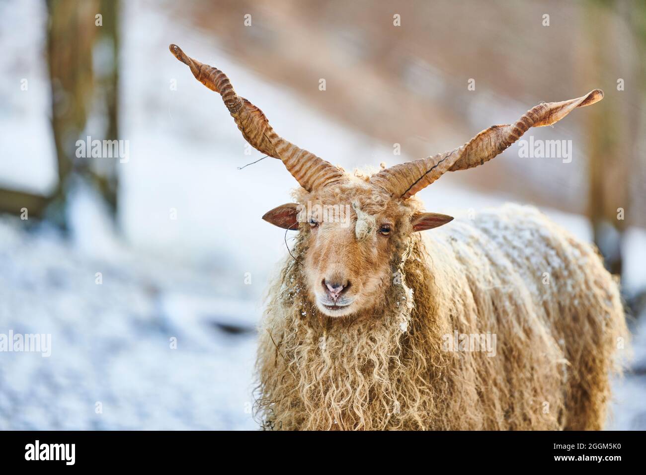 Racka sheep (Ovis aries strepsiceros), portrait, frontal, gaze camera Stock Photo