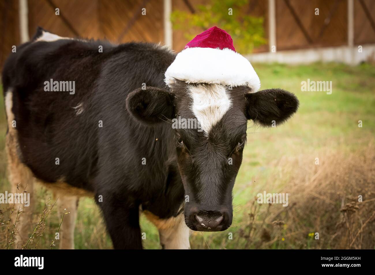 Cow straw hat hi-res stock photography and images - Alamy