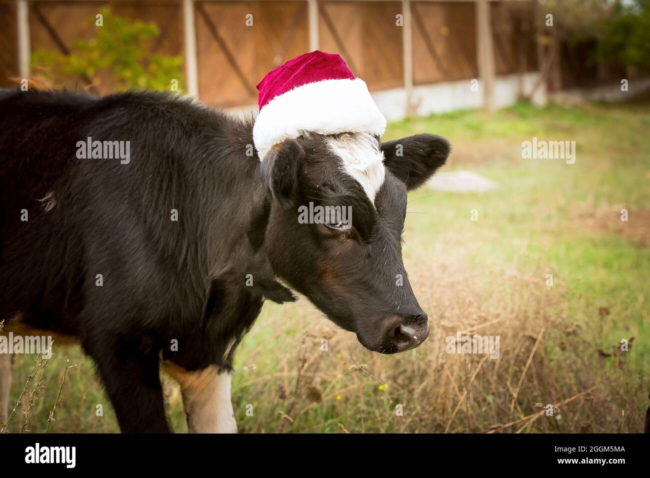 Cow hat 2021 Clearance