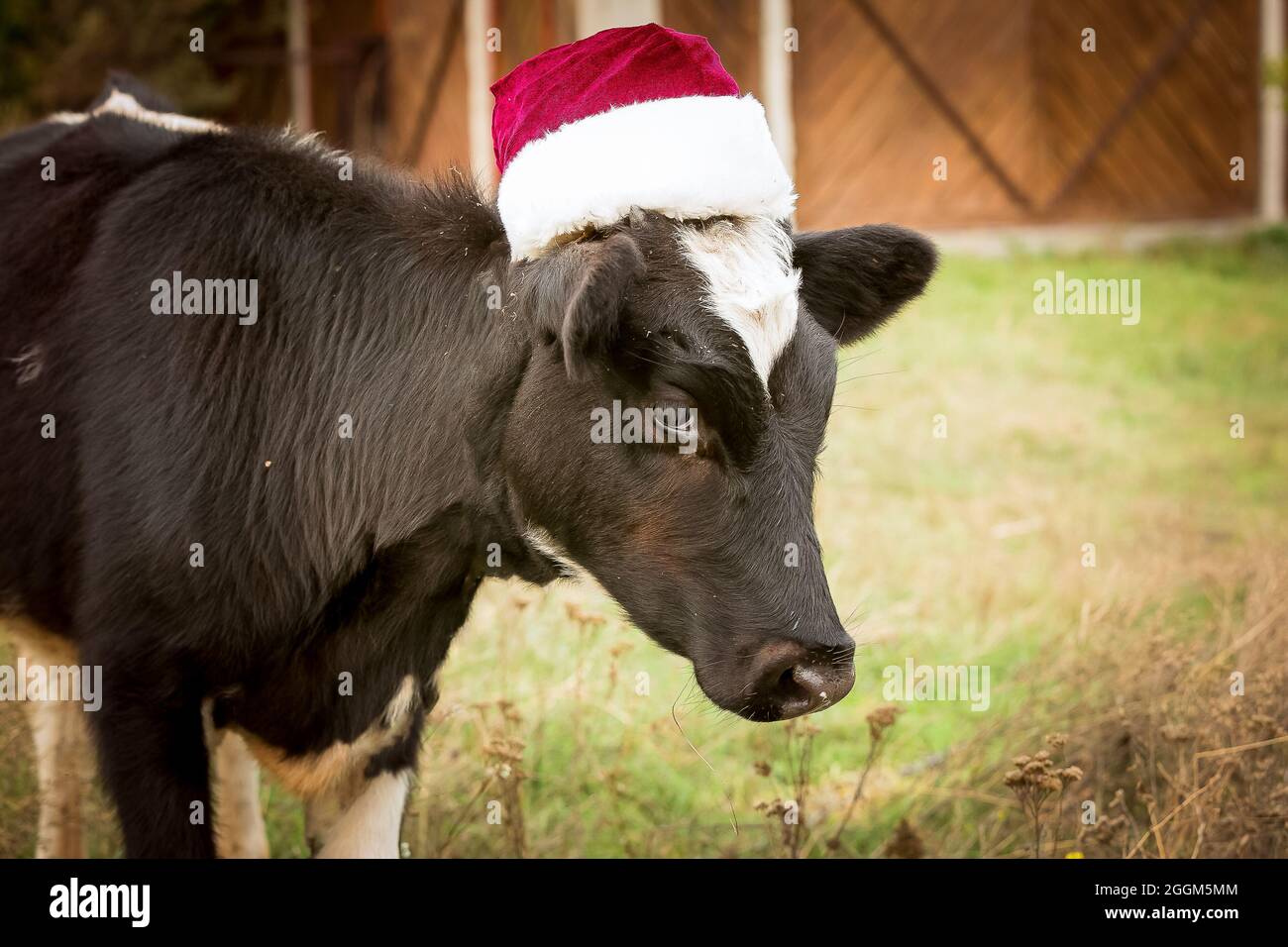 cow with christmas hat