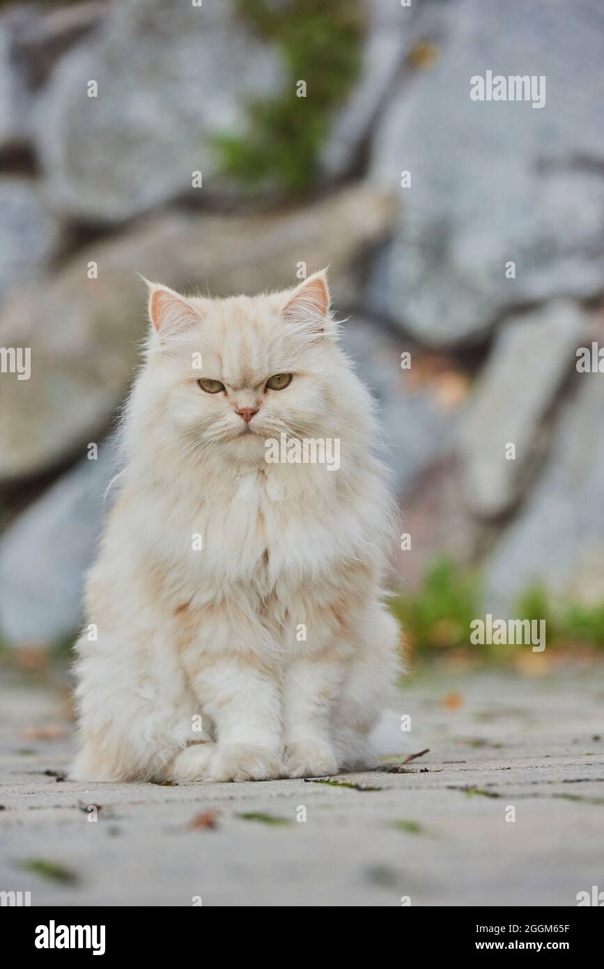 Cat full body sitting hi-res stock photography and images - Alamy