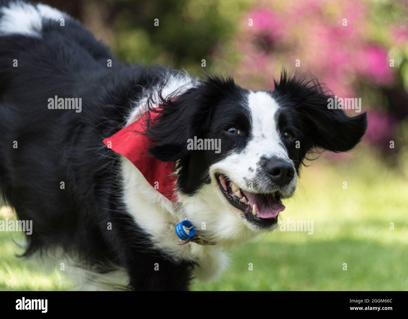 A 6.5 year old female Border Collie / Springer Spaniel (Sprollie) dog  (called Jess) photographed outdoors in Tauranga, NZ. Stock Photo