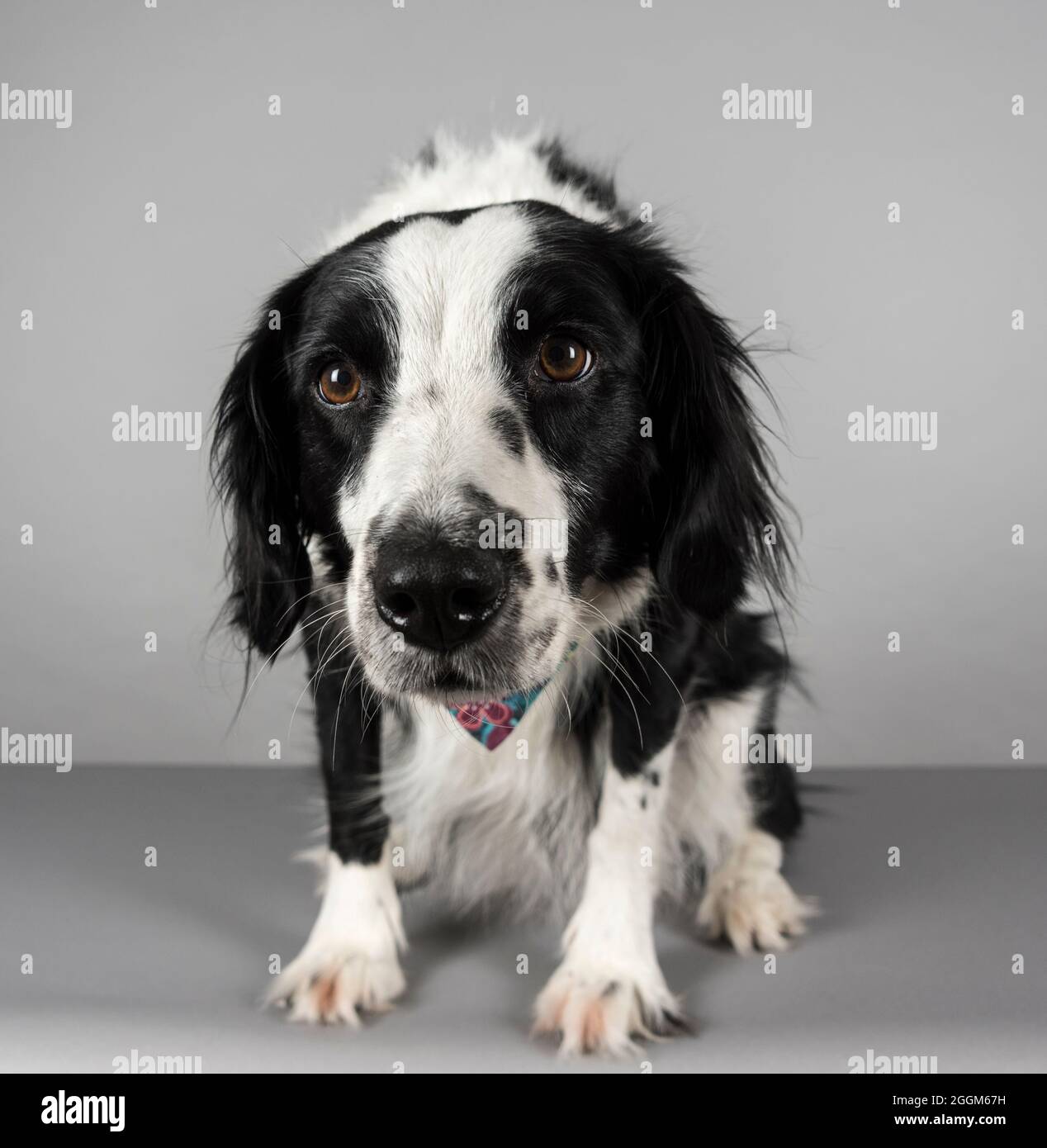 A 6.5 year old female Border Collie / Springer Spaniel (Sprollie) dog  (called Jess) photographed against a grey studio background. Stock Photo
