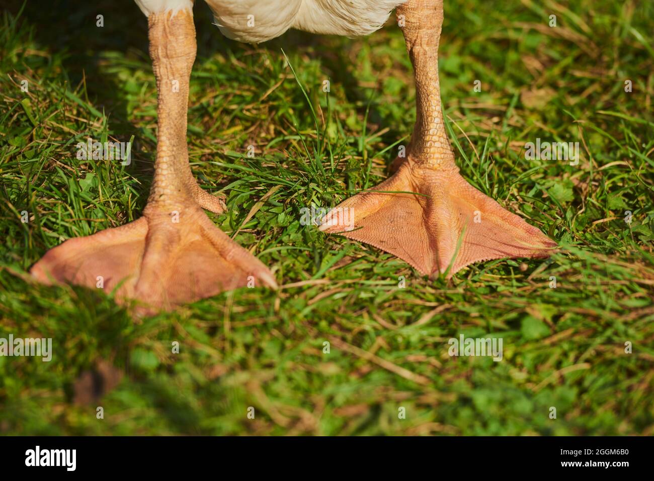 Domestic goose (Anser anser domesticus), feet, close-up Stock Photo - Alamy