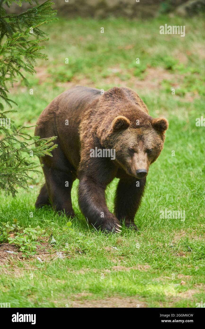 Eurasian brown bear (Ursus arctos arctos), edge of the forest, standing ...