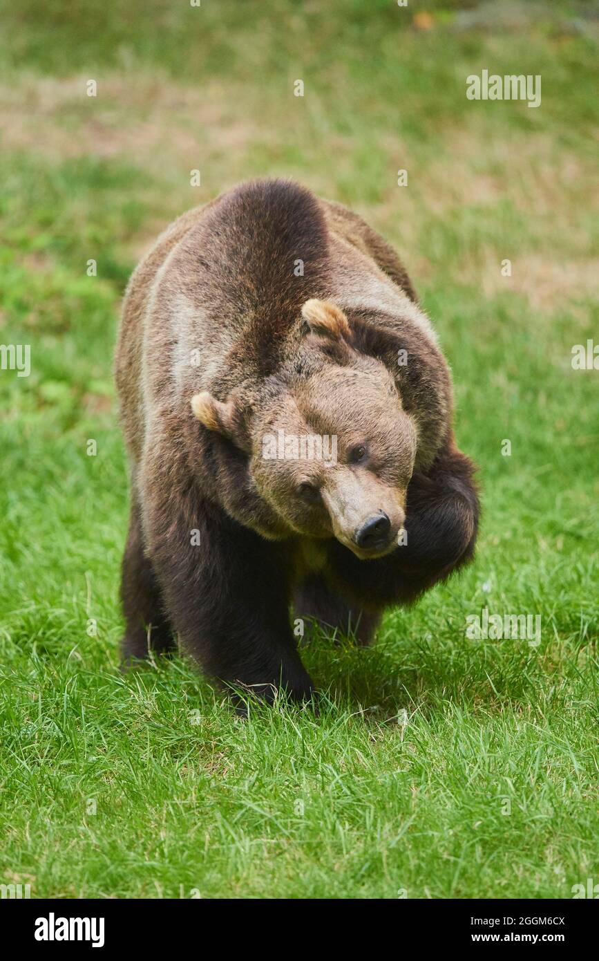 Eurasian brown bear (Ursus arctos arctos), edge of the forest, standing ...