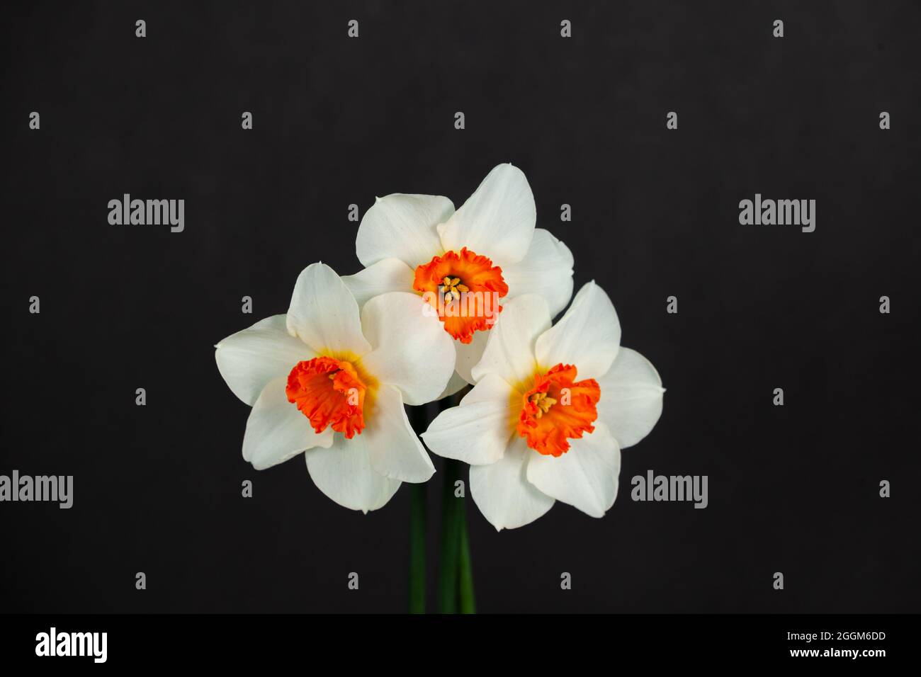 Beautiful springtime white daffodils isolated on a black background Stock Photo