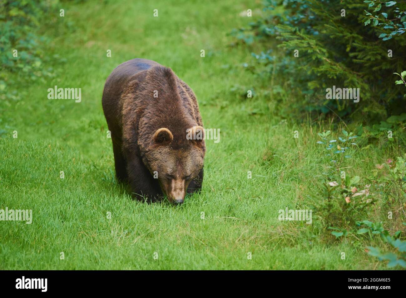 Eurasian brown bear (Ursus arctos arctos), edge of the forest, standing ...