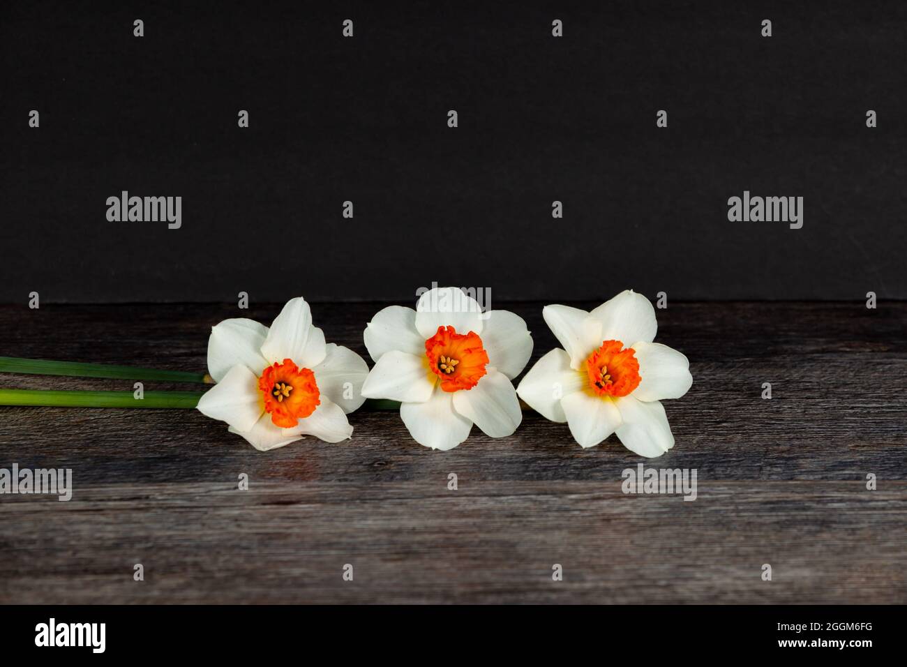 Beautiful springtime white daffodils isolated on a black background Stock Photo