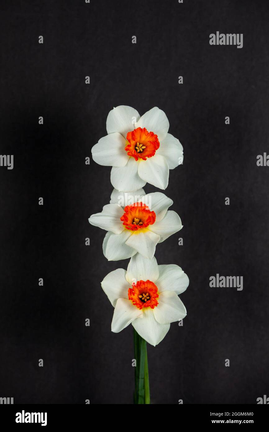 Beautiful springtime white daffodils isolated on a black background Stock Photo