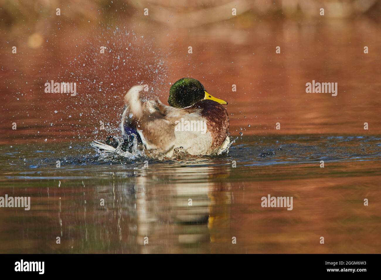 Mallard (Anas platyrhynchos), drake, sideways, swimming Stock Photo