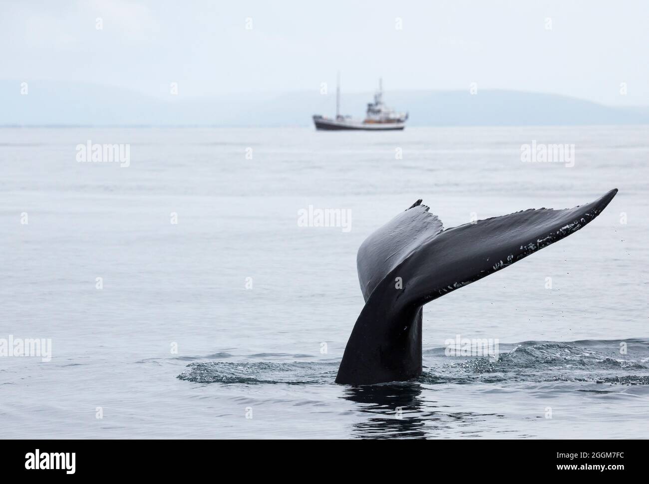 The fin of a humpback whale. Stock Photo