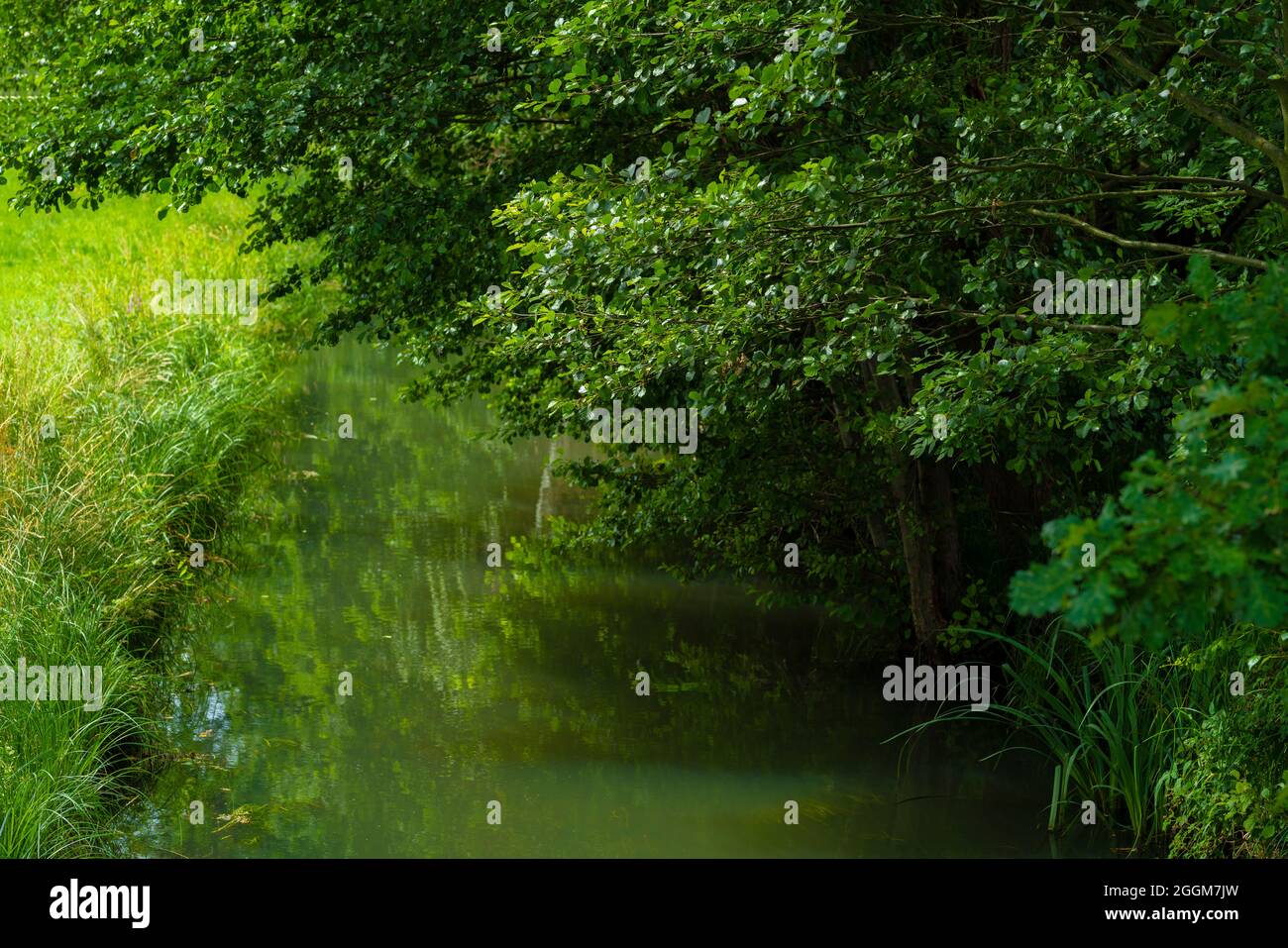 Small narrow river in summer, trees overhanging from the shore Stock Photo