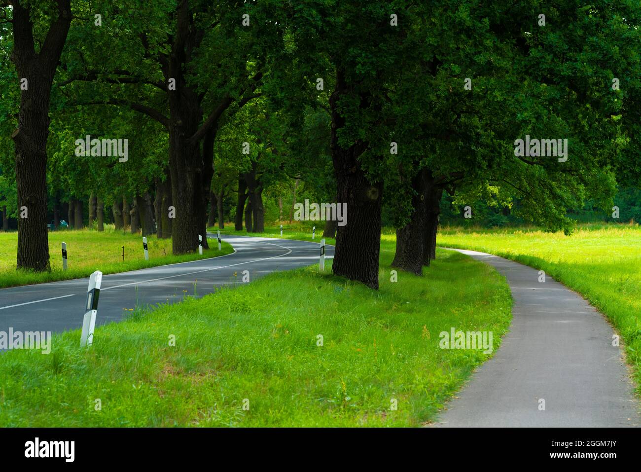 Country road with cycle path in summer in Germany, large old oak trees on the roadside Stock Photo