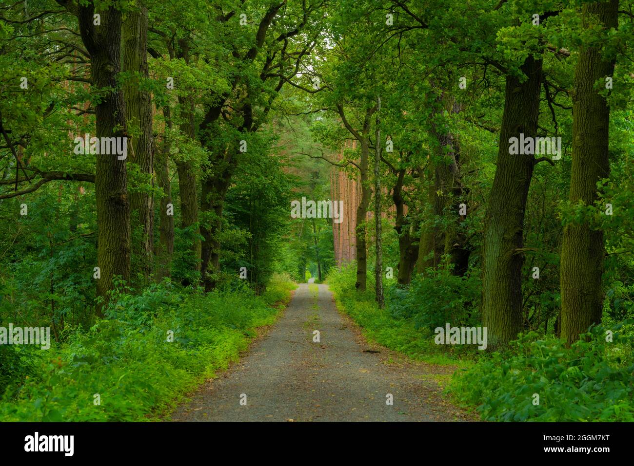 Gravel forest road in a mixed forest in summer, large old oak trees