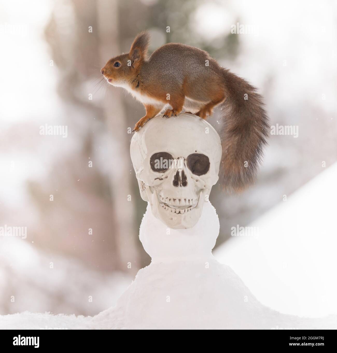Eastern Fox Squirrel Skull