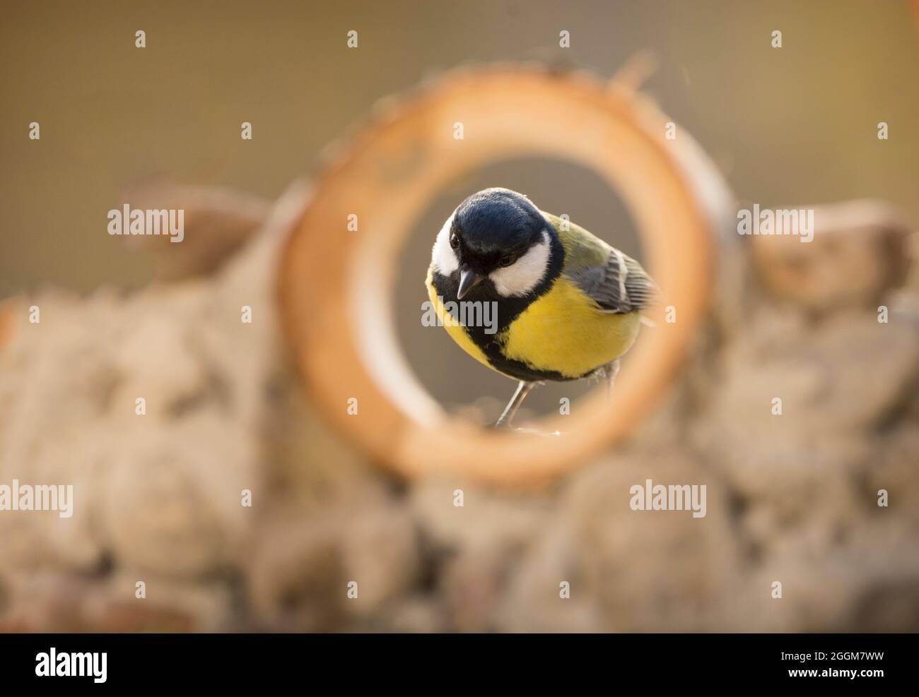 great tit is standing behind a round frame Stock Photo - Alamy