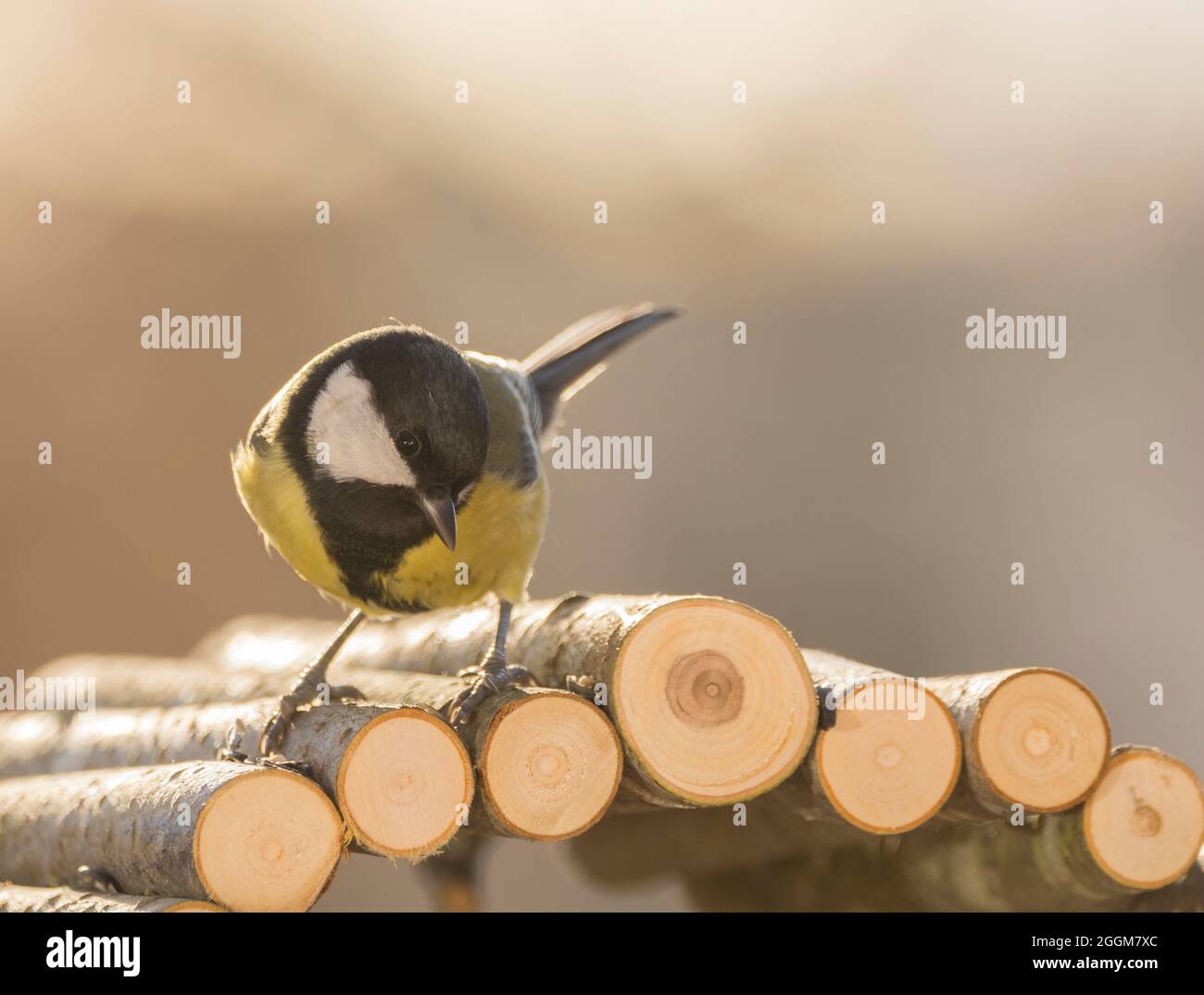 great tit is standing on round wooden sticks Stock Photo - Alamy