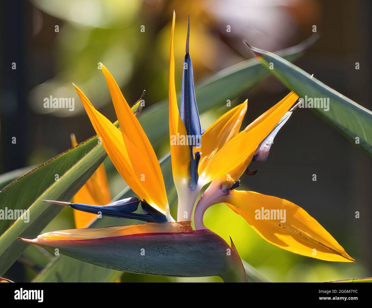 Very closeup view of a cjibrant, colorful bird of paradise flower