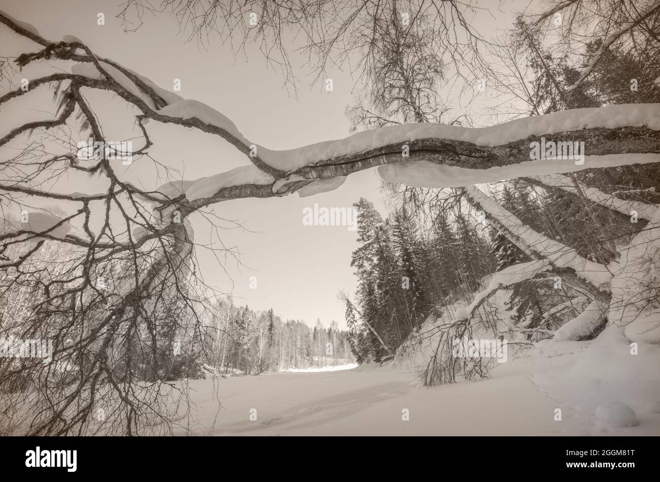 Falling tree hi-res stock photography and images - Alamy