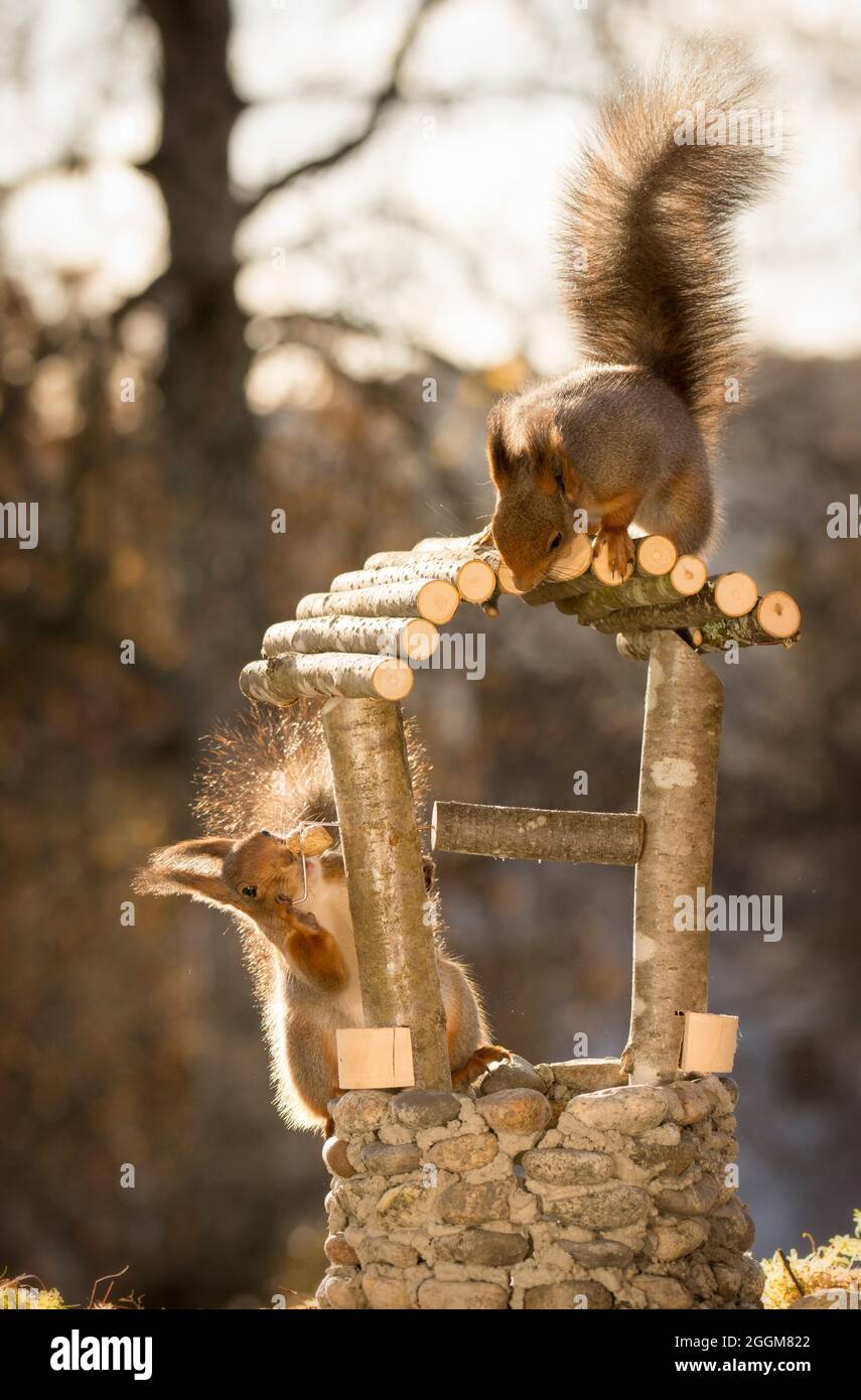 squirrels together with a Wishing Well Stock Photo