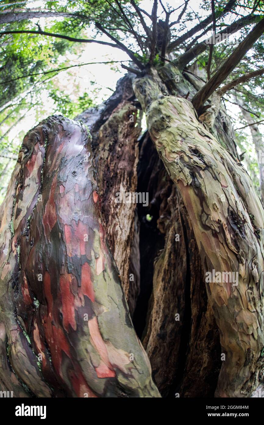 An old yew tree hi-res stock photography and images - Alamy