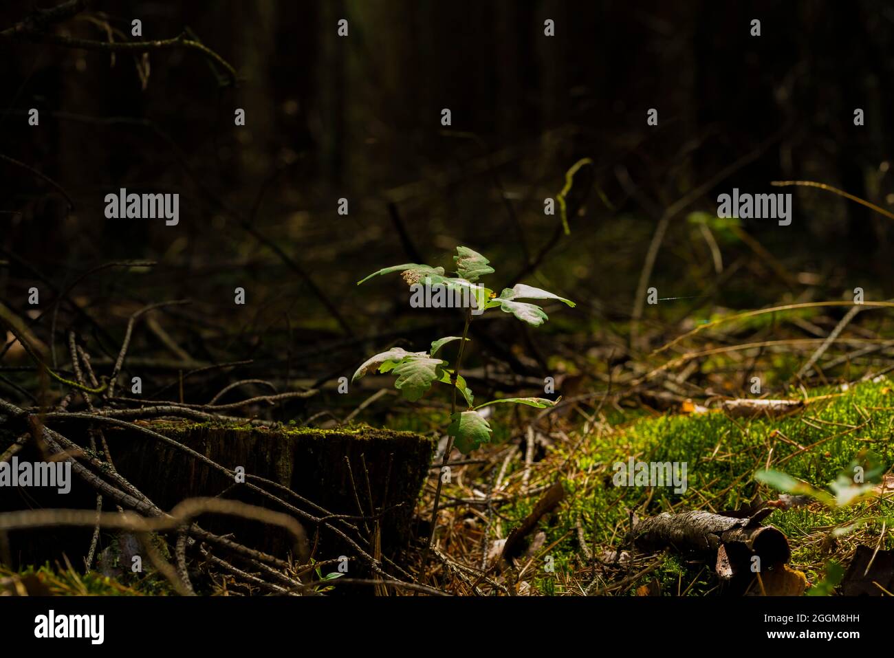 A young oak tree in summer in Germany in the forest, discreet lighting mood Stock Photo