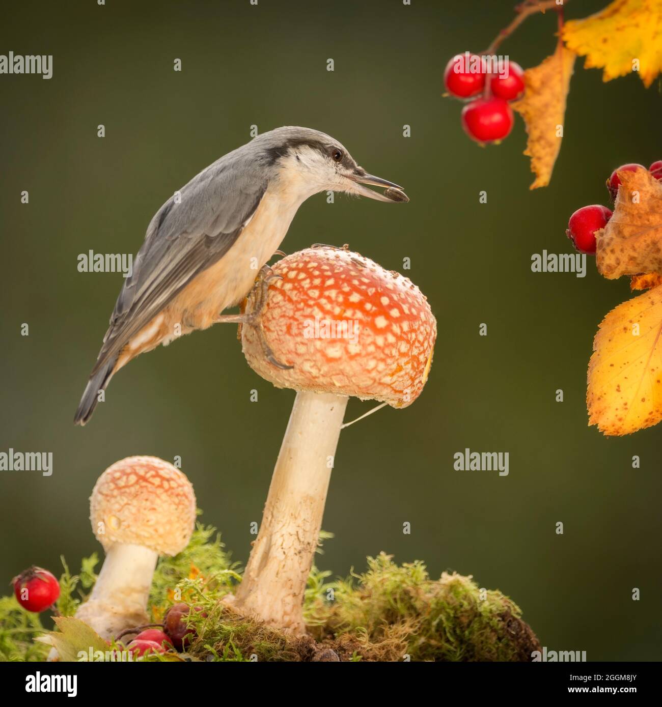 nuthatch is standing on a mushroom Stock Photo