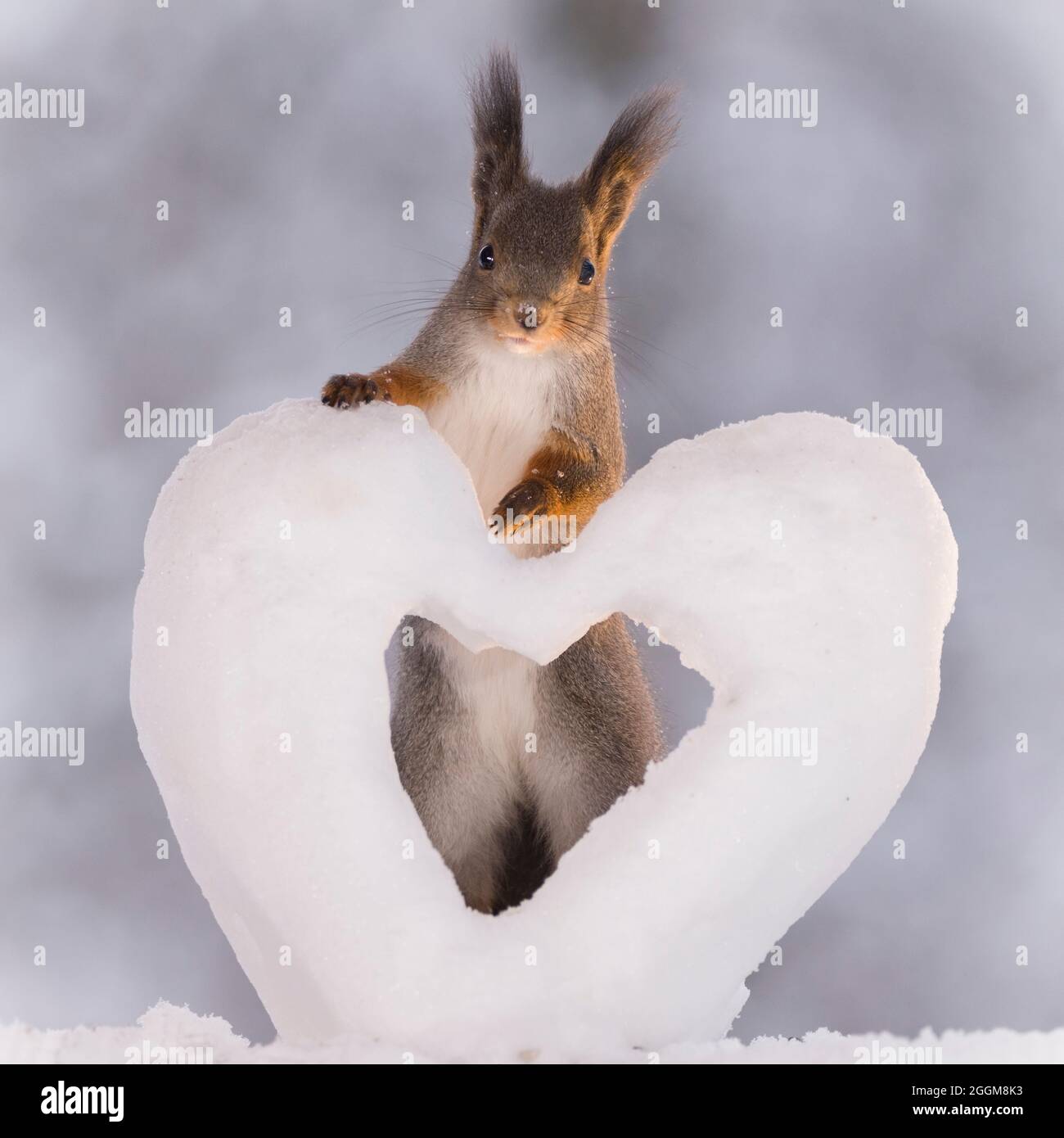 белка какое сердце. фото зверей. белочка с сердечком. гирт вегген. бельчонок с сердечком рисунок.