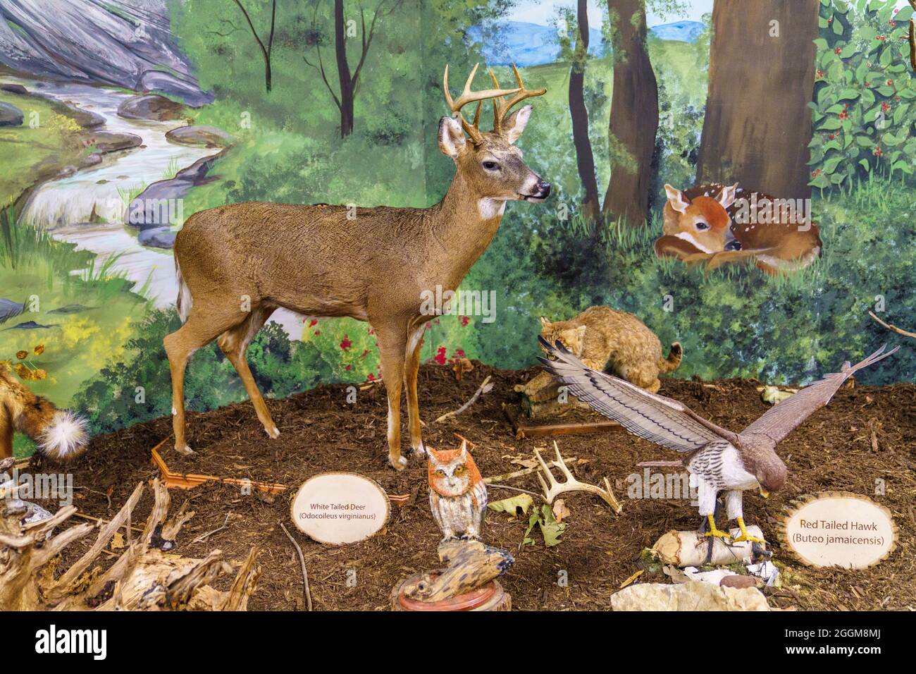 Wildlife exhibit in the Visitor Center at Natural Bridge State Park in